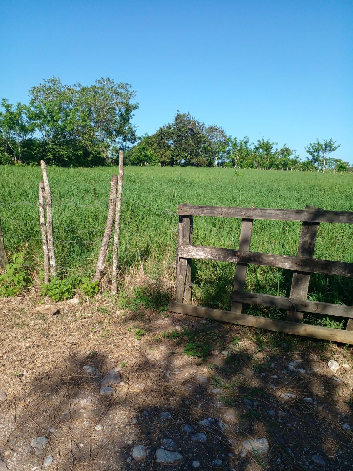 Finca de 896 tareas ganaderas con vocación agrícola totalmente llana a Foto 7281448-10.jpg