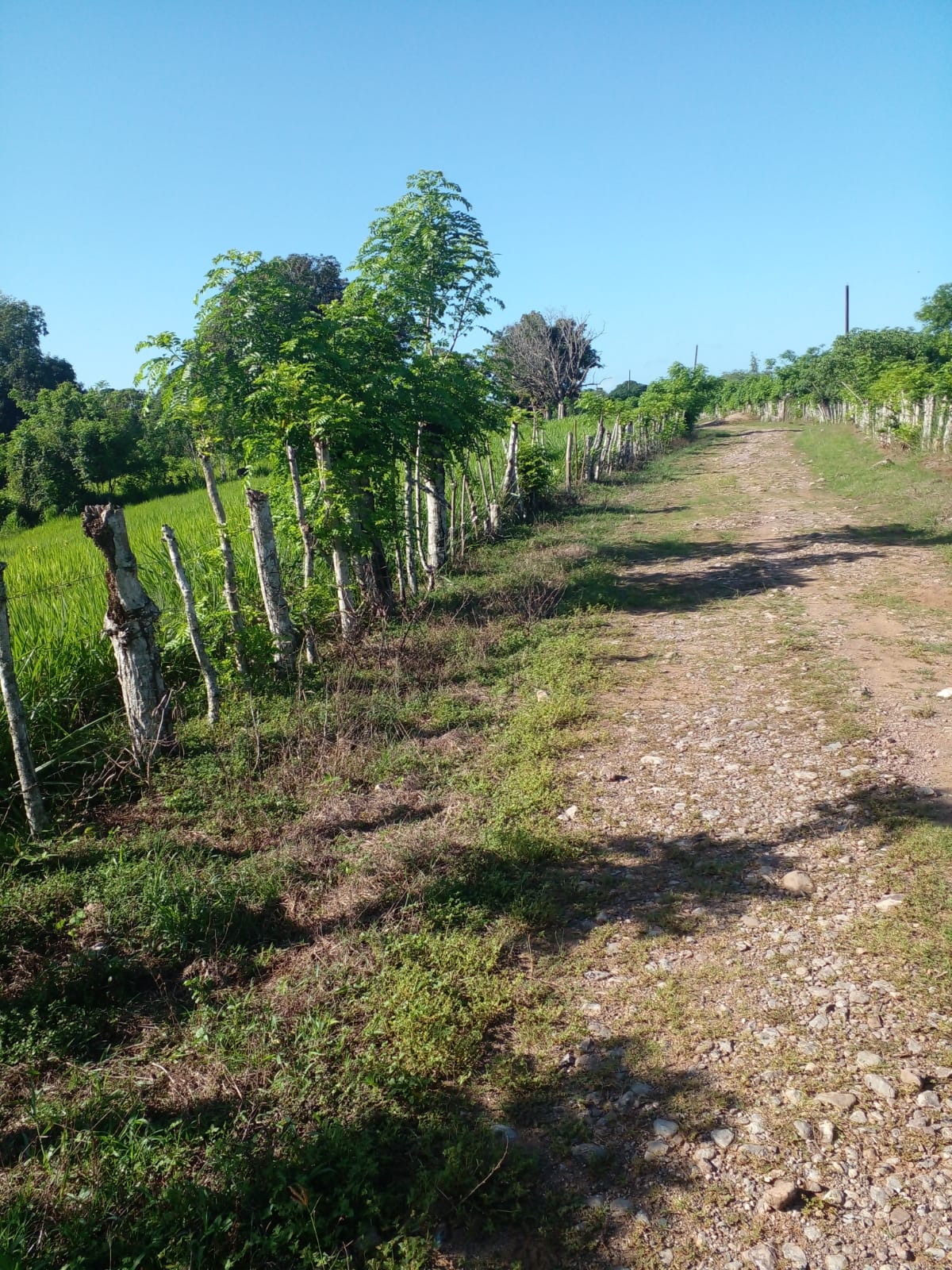 Finca de 896 tareas ganaderas con vocación agrícola totalmente llana a Foto 7281448-11.jpg