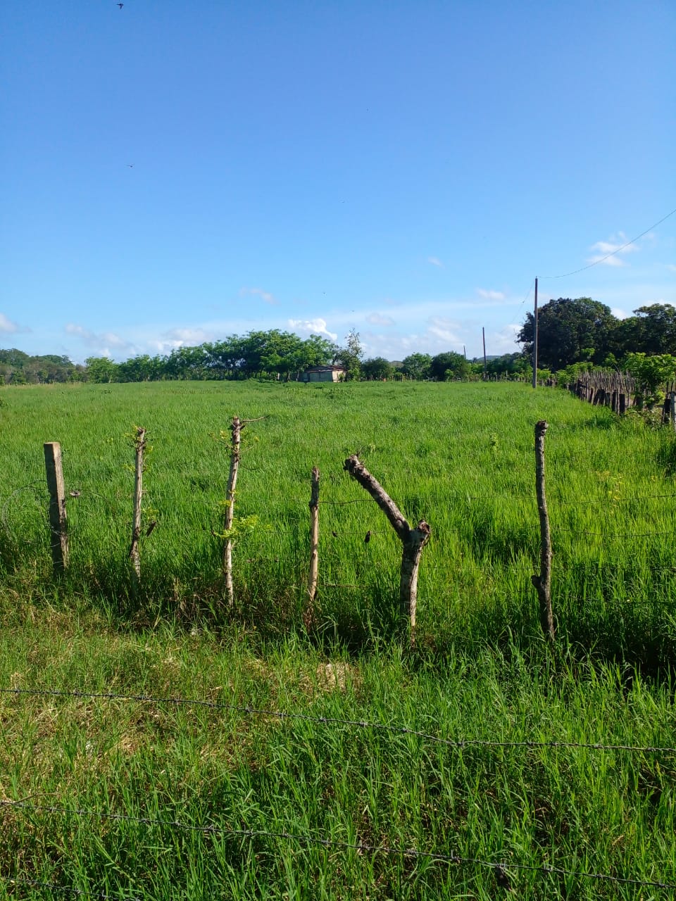 Finca de 896 tareas ganaderas con vocación agrícola totalmente llana a Foto 7281448-6.jpg