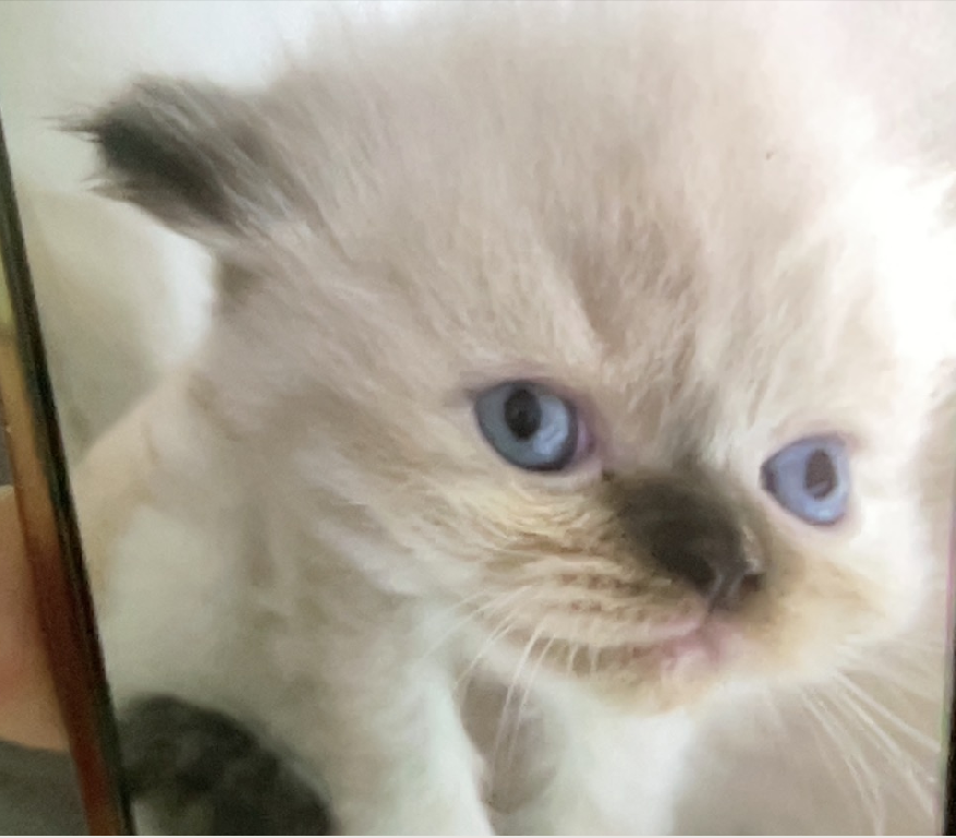 Gatita Persa Doll Face Himalaya Blue Point Foto 7281515-6.jpg