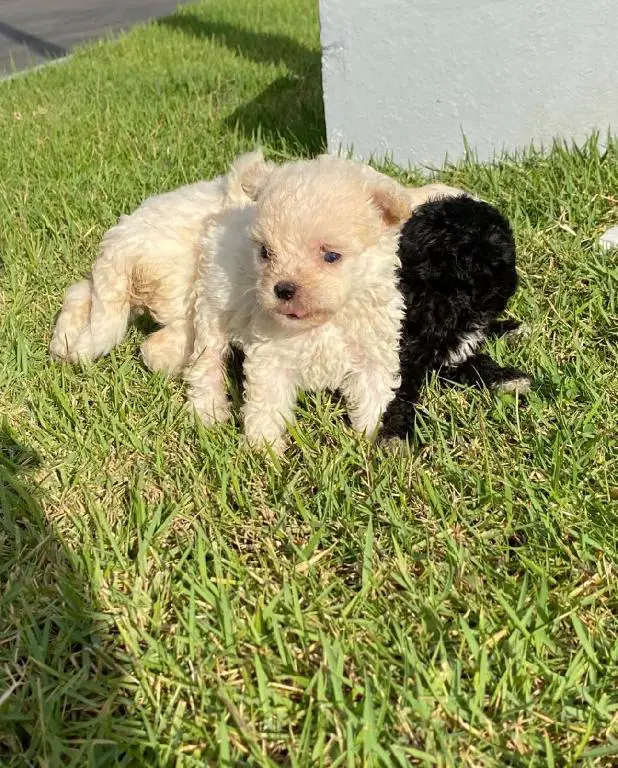 Maltipoo Ambos Sexos  Foto 7281961-1.jpg