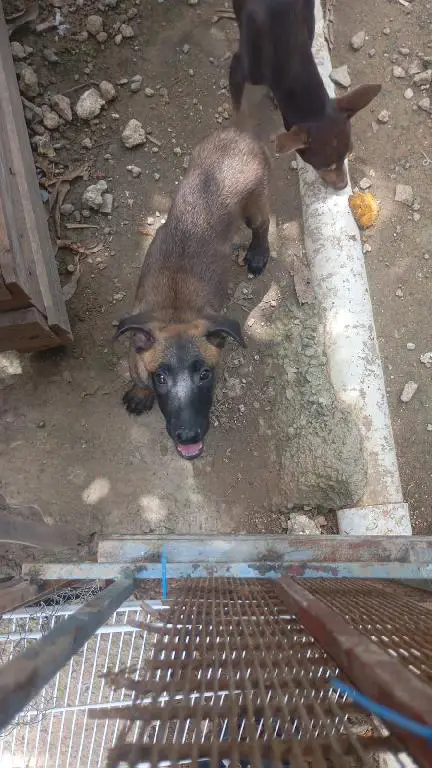 OFERTA CACHORRO PASTOR BELGA MALINOIS HEMBRA EN SANTO DOMINGO Foto 7282144-1.jpg