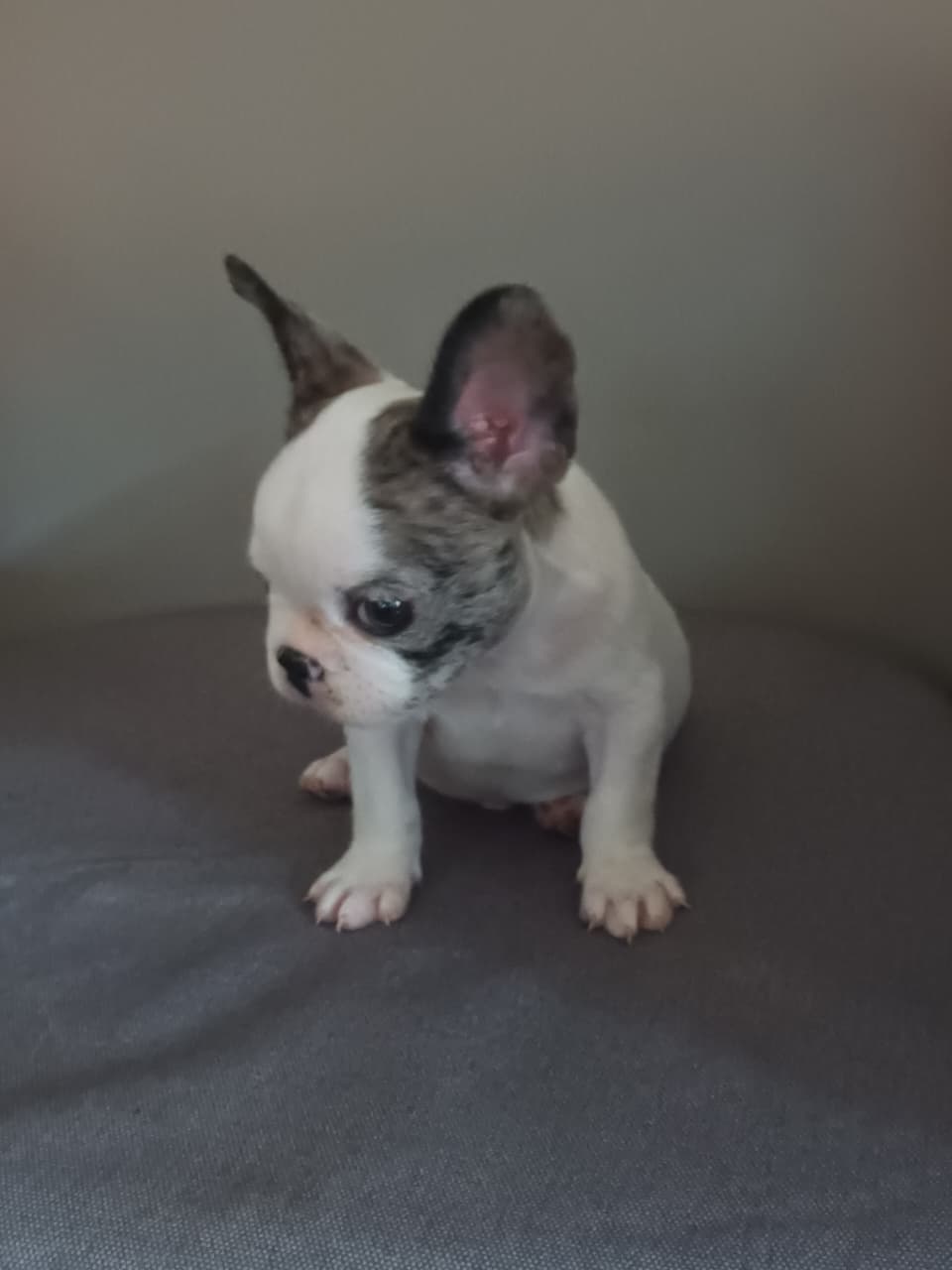 OFERTA CACHORRO BULLDOG FRANCES MACHO EN SANTO DOMINGO Y VACUNA AL DIA Foto 7282145-1.jpg