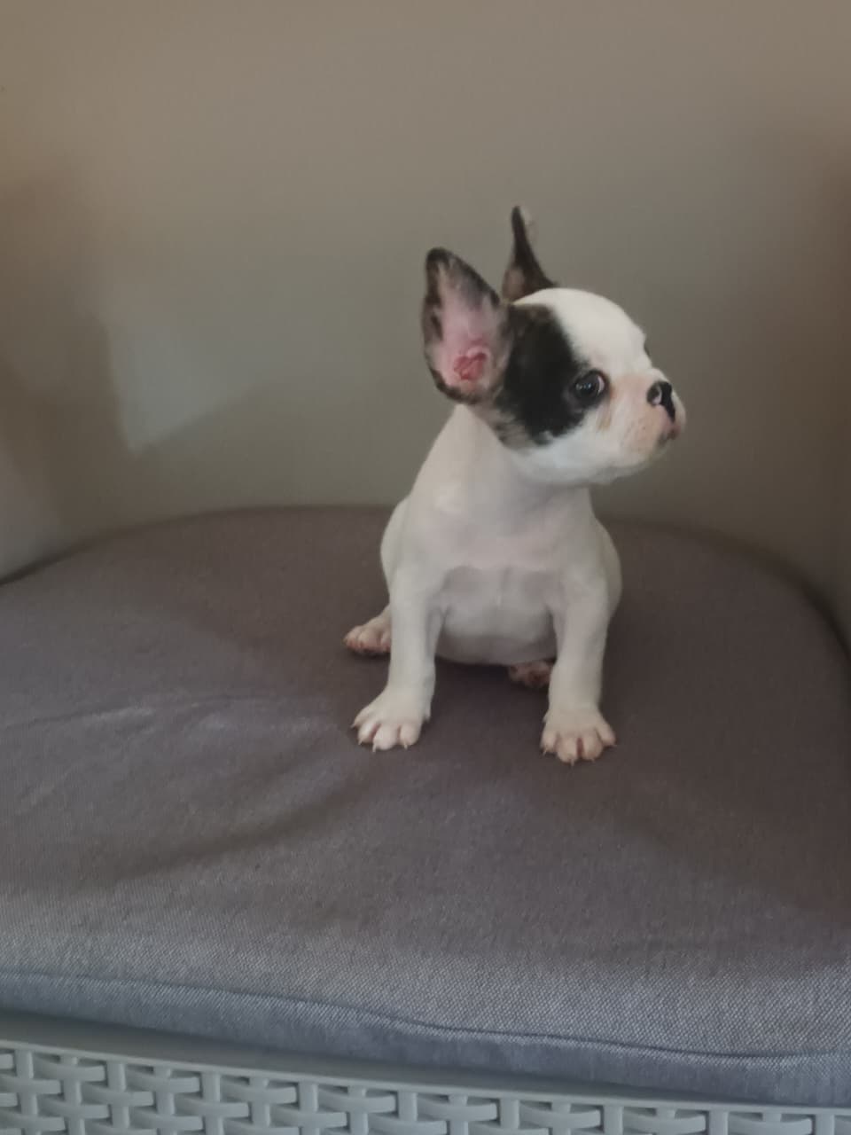 OFERTA CACHORRO BULLDOG FRANCES MACHO EN SANTO DOMINGO Y VACUNA AL DIA Foto 7282145-2.jpg
