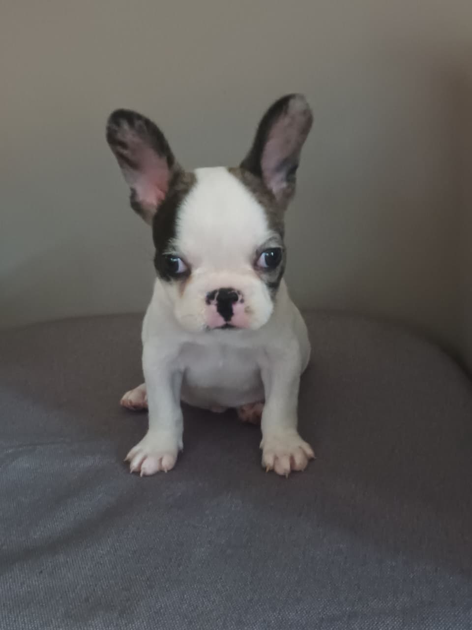 OFERTA CACHORRO BULLDOG FRANCES MACHO EN SANTO DOMINGO Y VACUNA AL DIA Foto 7282145-3.jpg
