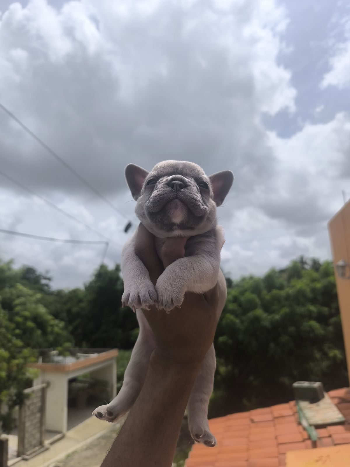 OFERTA CACHORRO BULLLDOG FRANCES HEMBRA EN SANTO DOMINGO  Y VACUNADO Foto 7282146-1.jpg