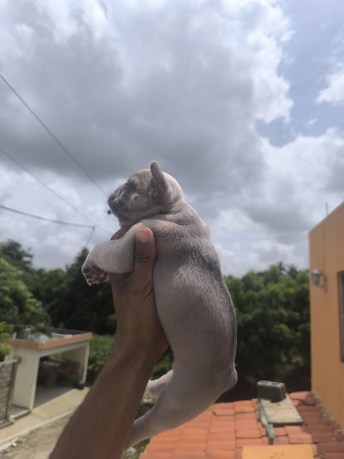 OFERTA CACHORRO BULLLDOG FRANCES HEMBRA EN SANTO DOMINGO  Y VACUNADO Foto 7282146-2.jpg
