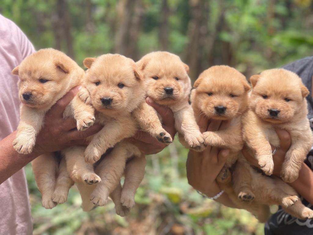 Chow chow Ambos Sexos  Foto 7282943-1.jpg