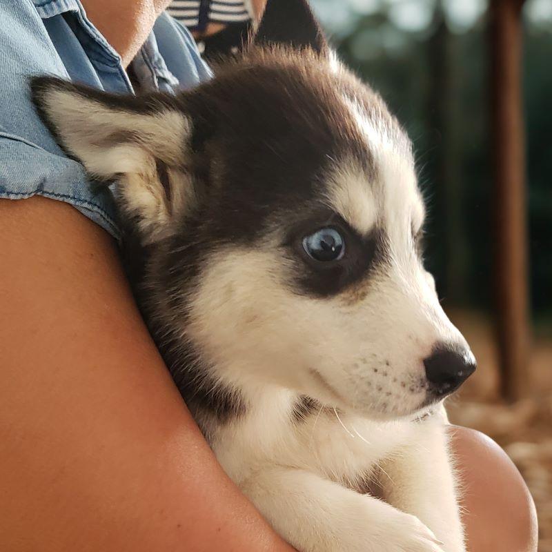 Husky Siberiano Foto 7284475-1.jpg