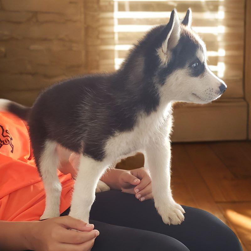 Husky Siberiano Foto 7284475-3.jpg