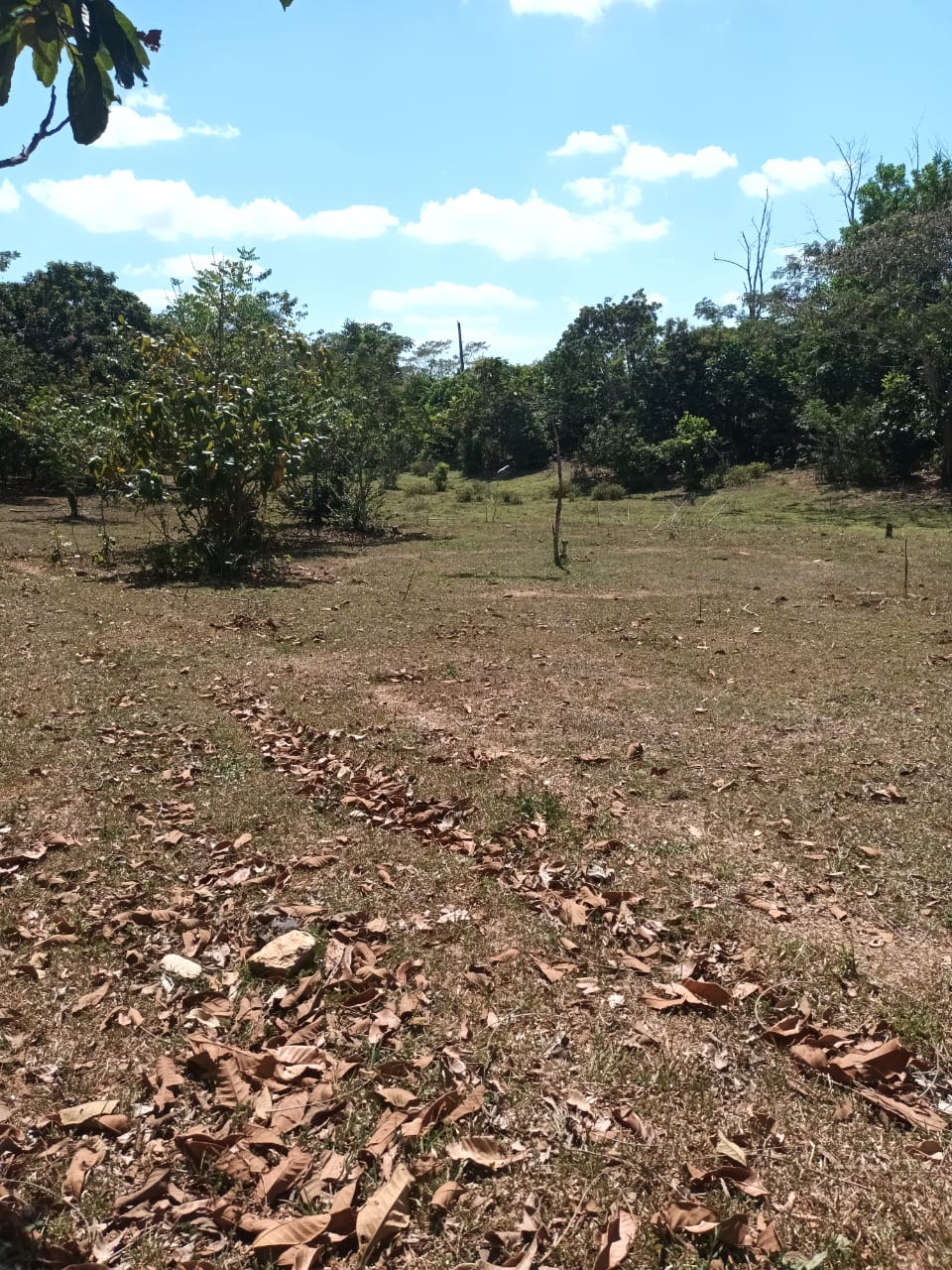 Finca de 1000 tareas con vocación agrícola y ganadera en Hacienda Estr Foto 7286714-9.jpg