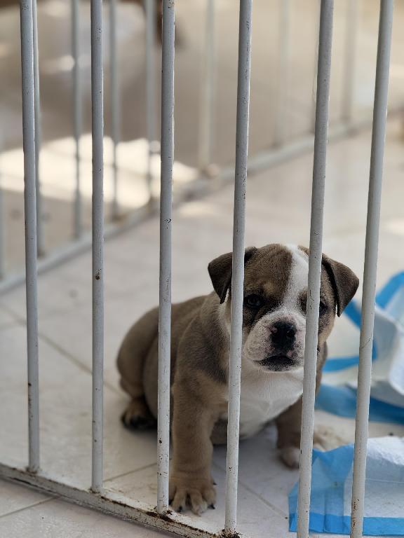 Bulldog inglés hembra  Foto 7287009-1.jpg