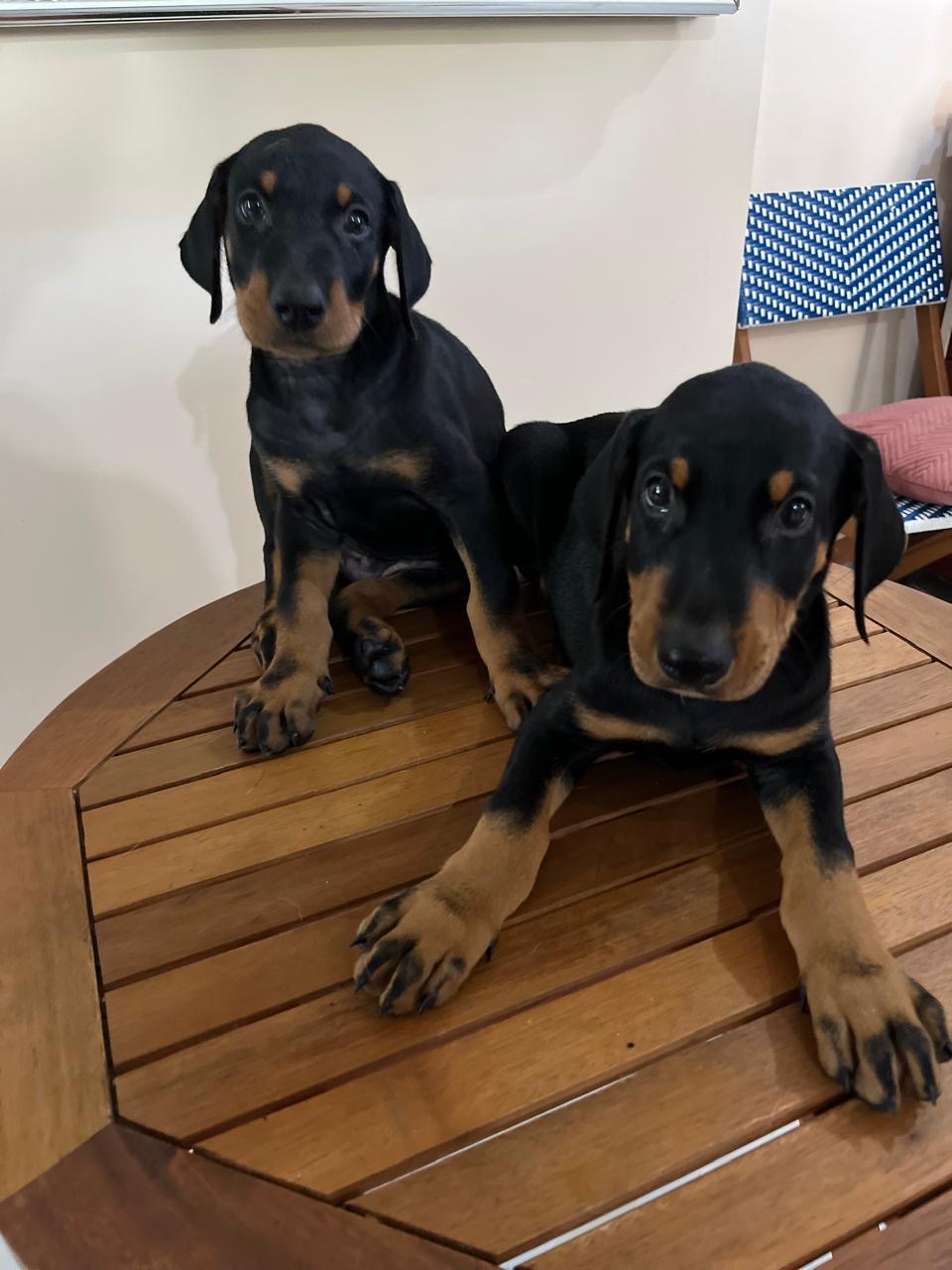 Doberman Ambos Sexos  Foto 7287535-3.jpg