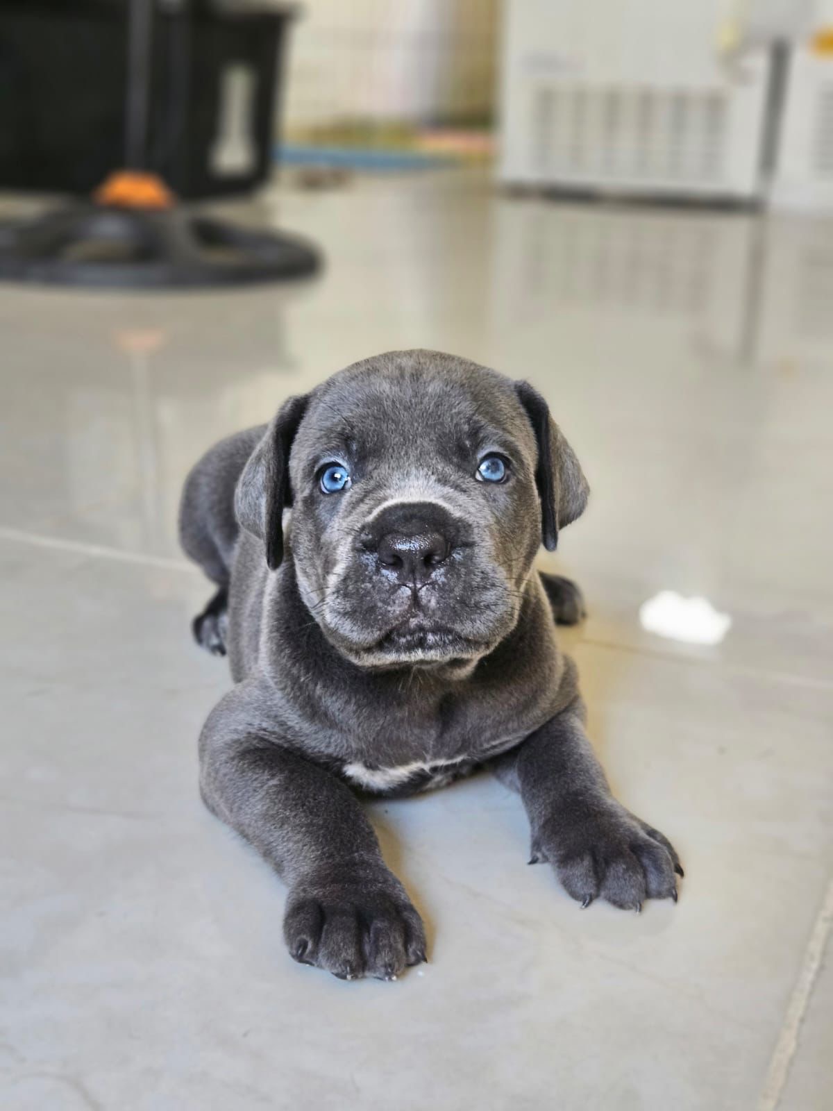 Cane Corso Ambos Sexos  Foto 7288460-1.jpg