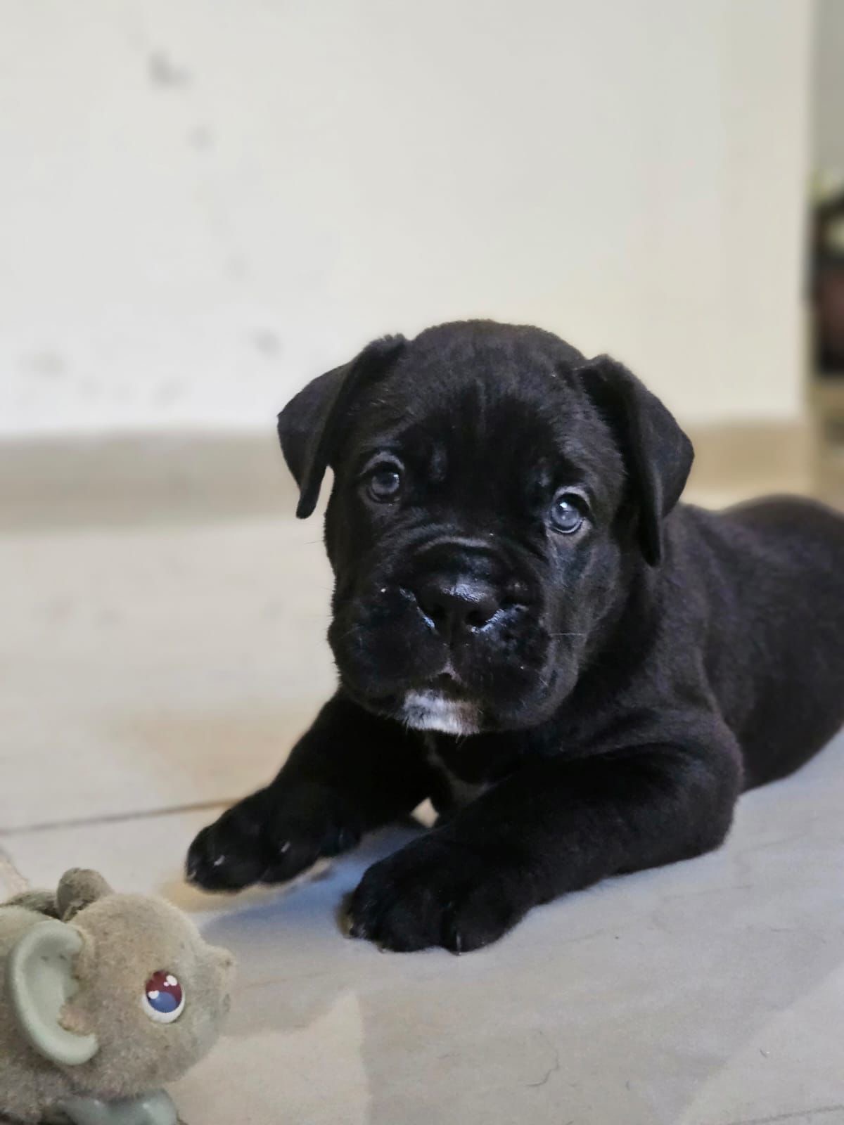 Cane Corso Ambos Sexos  Foto 7288460-2.jpg