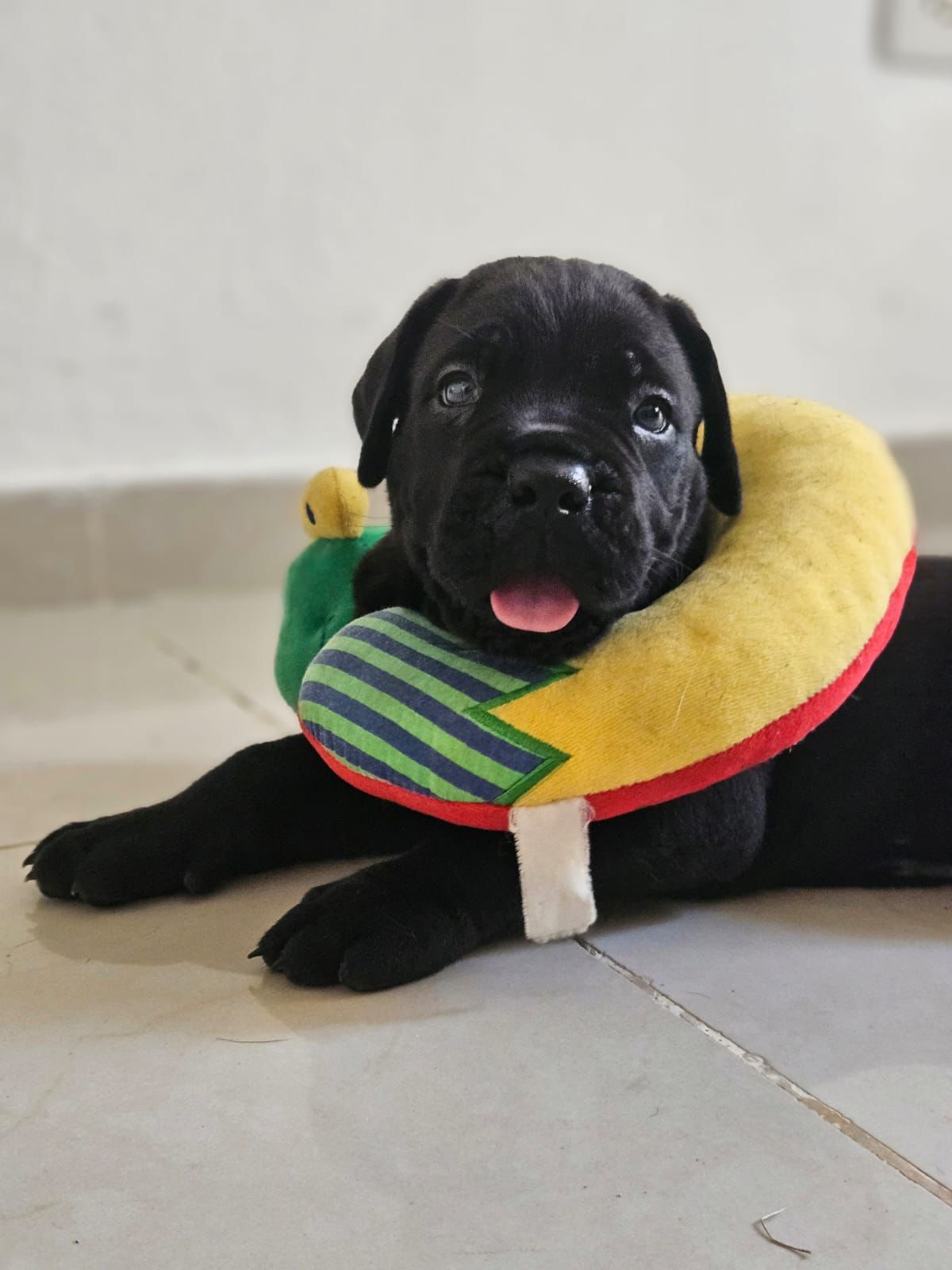 Cane Corso Ambos Sexos  Foto 7288460-3.jpg