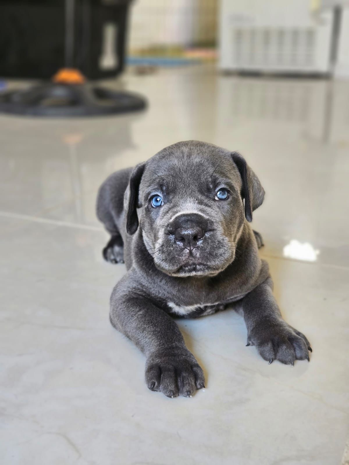 Cane Corso Ambos Sexos  Foto 7288460-4.jpg