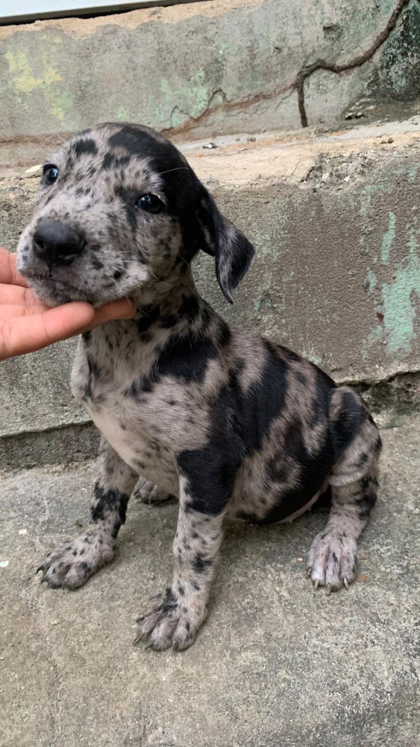 Venta de pitbull Merle  en Santo Domingo DN Foto 7289867-2.jpg