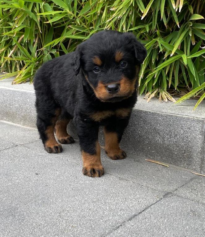 Rottweiler Ambos Sexos  Foto 7290361-1.jpg
