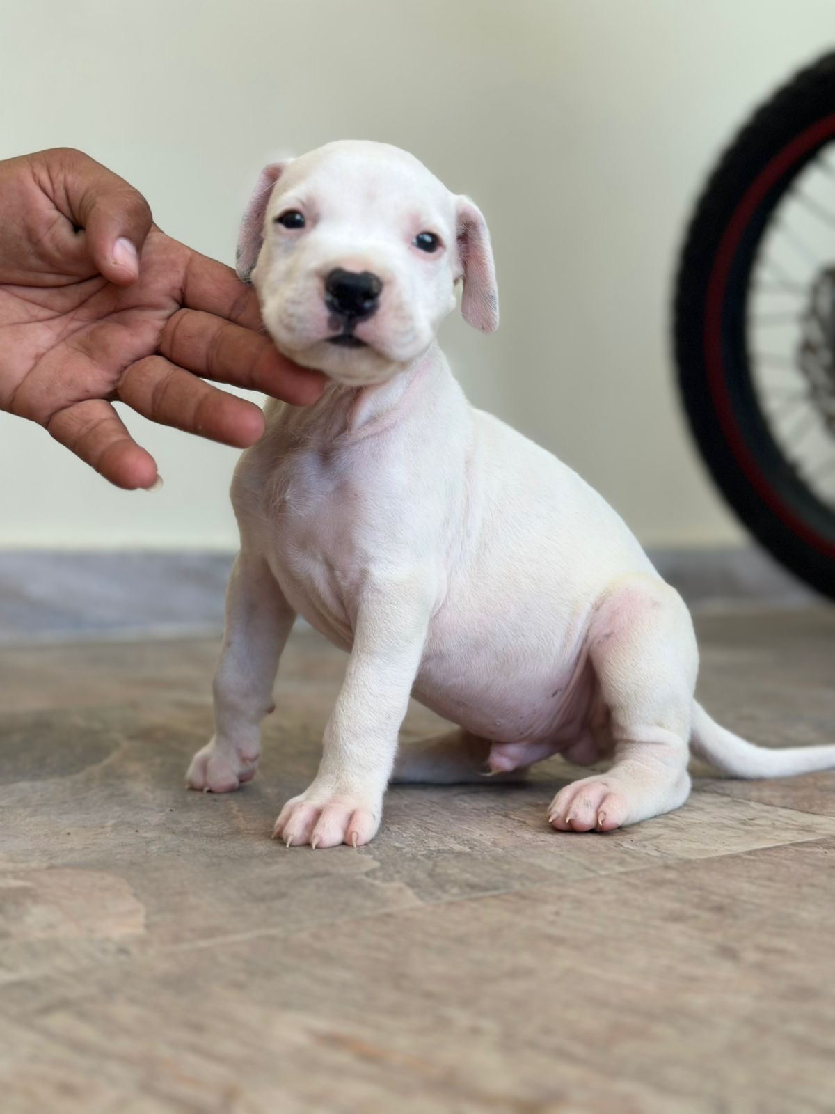 Dogo Argentino Ambos Sexos  Foto 7290366-2.jpg