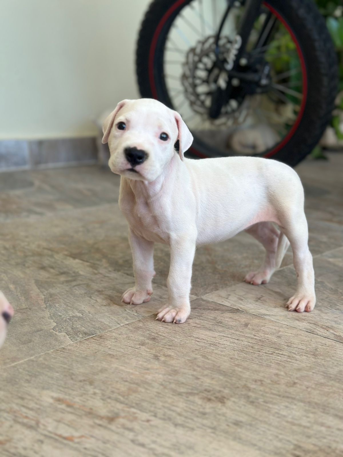 Dogo Argentino Ambos Sexos  Foto 7290366-3.jpg