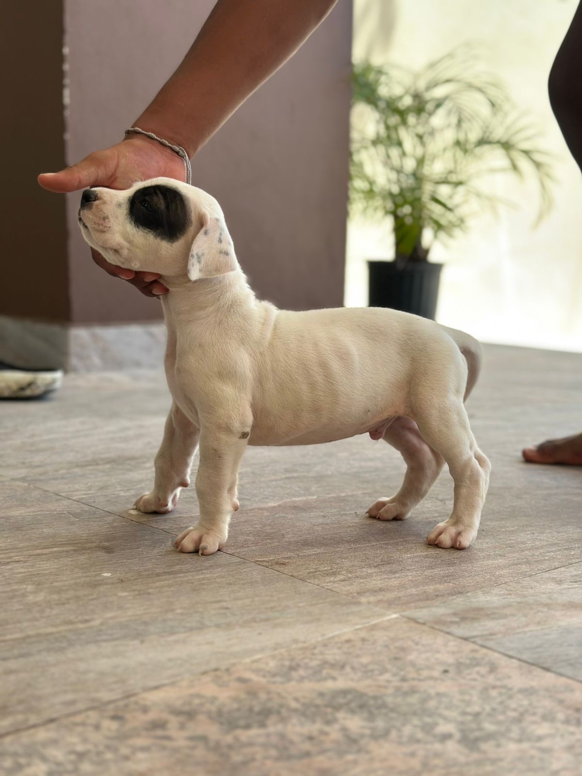 Dogo Argentino Ambos Sexos  Foto 7290366-4.jpg