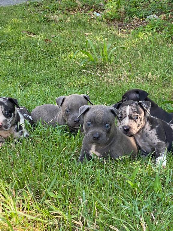 Pitbully Ambos Sexos  Foto 7291949-1.jpg