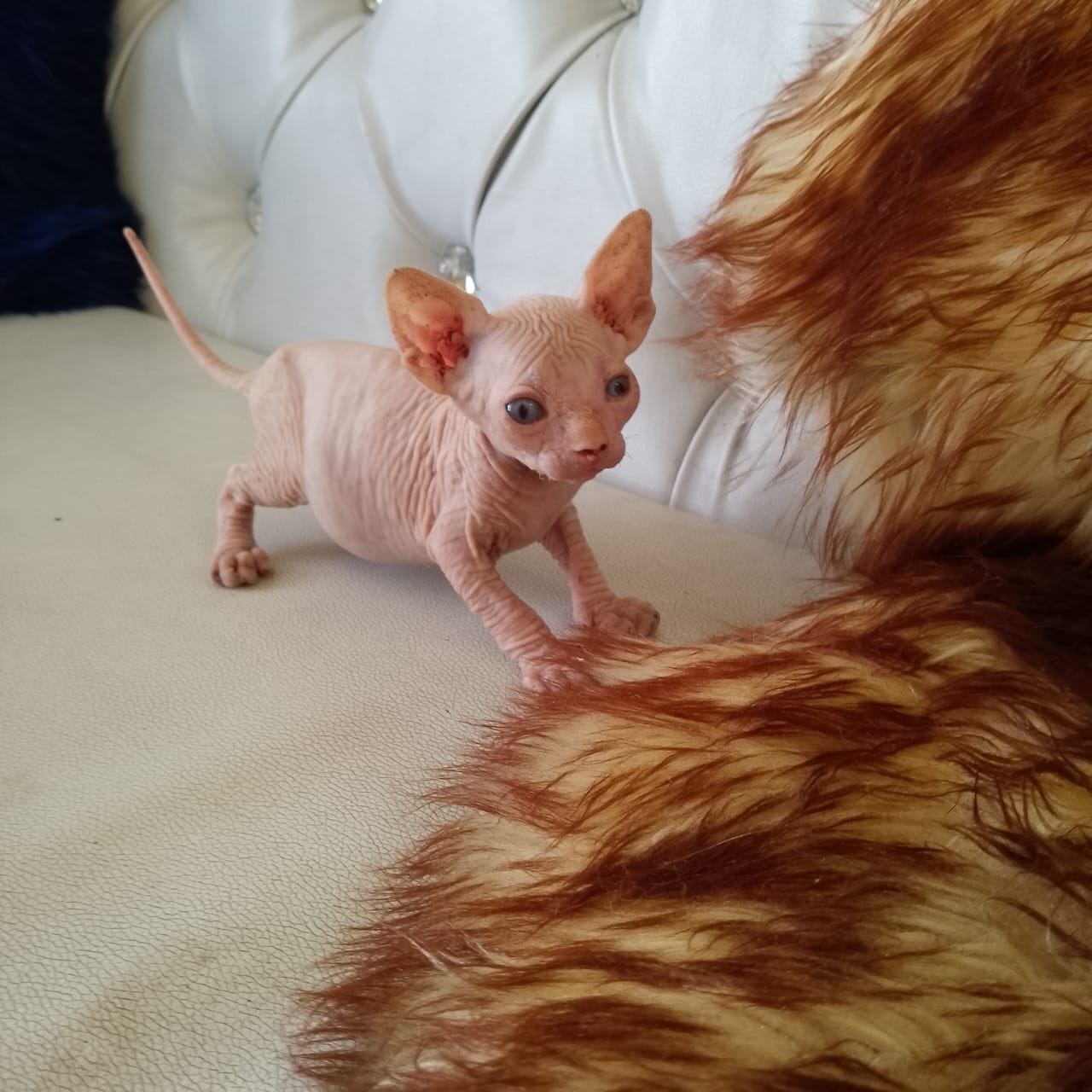 Gatos Esfinges Ambos Sexos  Foto 7291961-1.jpg