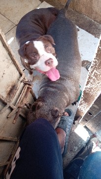 cachorros pitbull bully blue Foto 7292999-1.jpg
