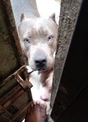 cachorros pitbull bully blue Foto 7292999-2.jpg