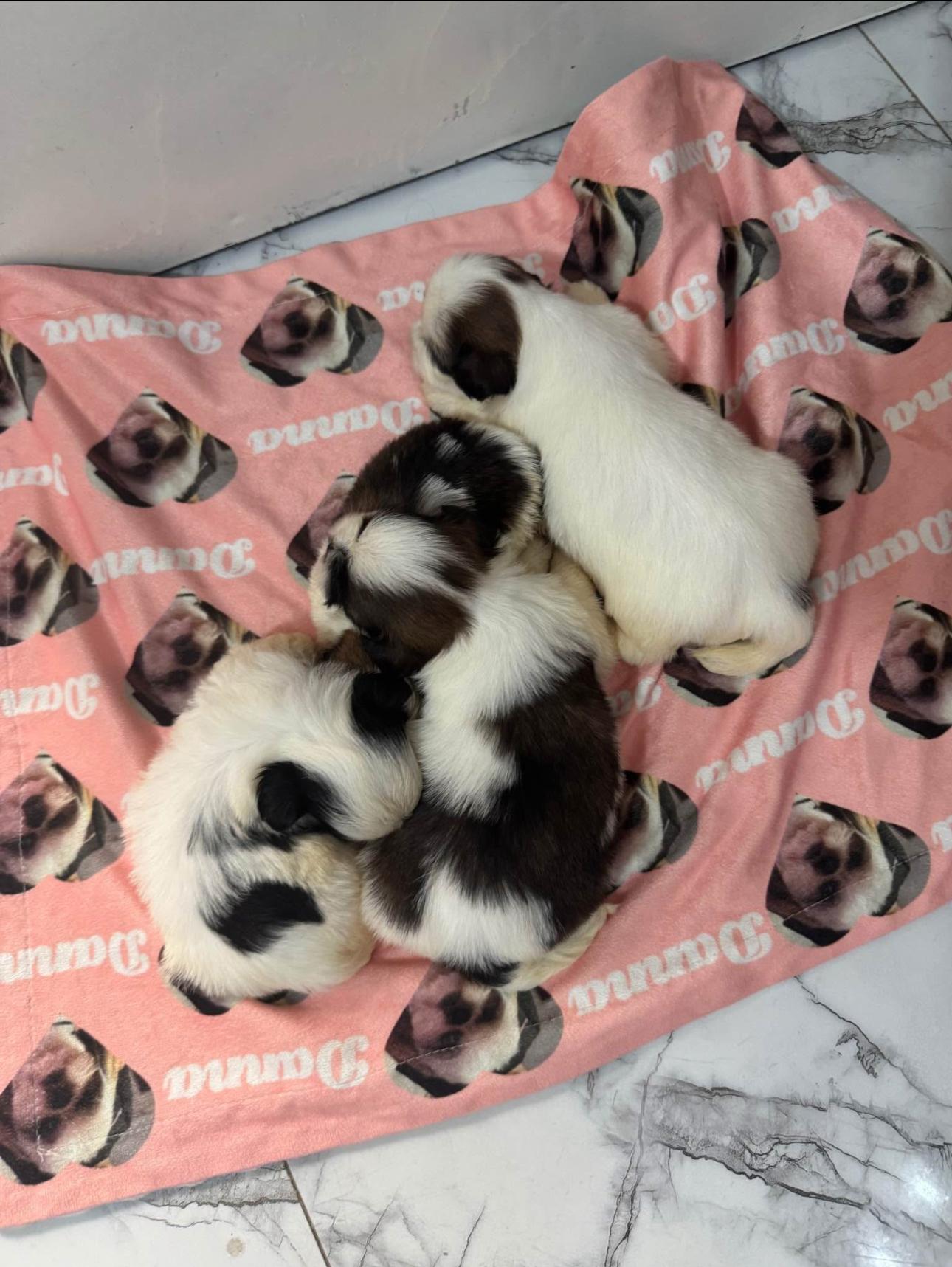 adorable Shih Tzu INF WS 8496360797 Foto 7293267-4.jpg