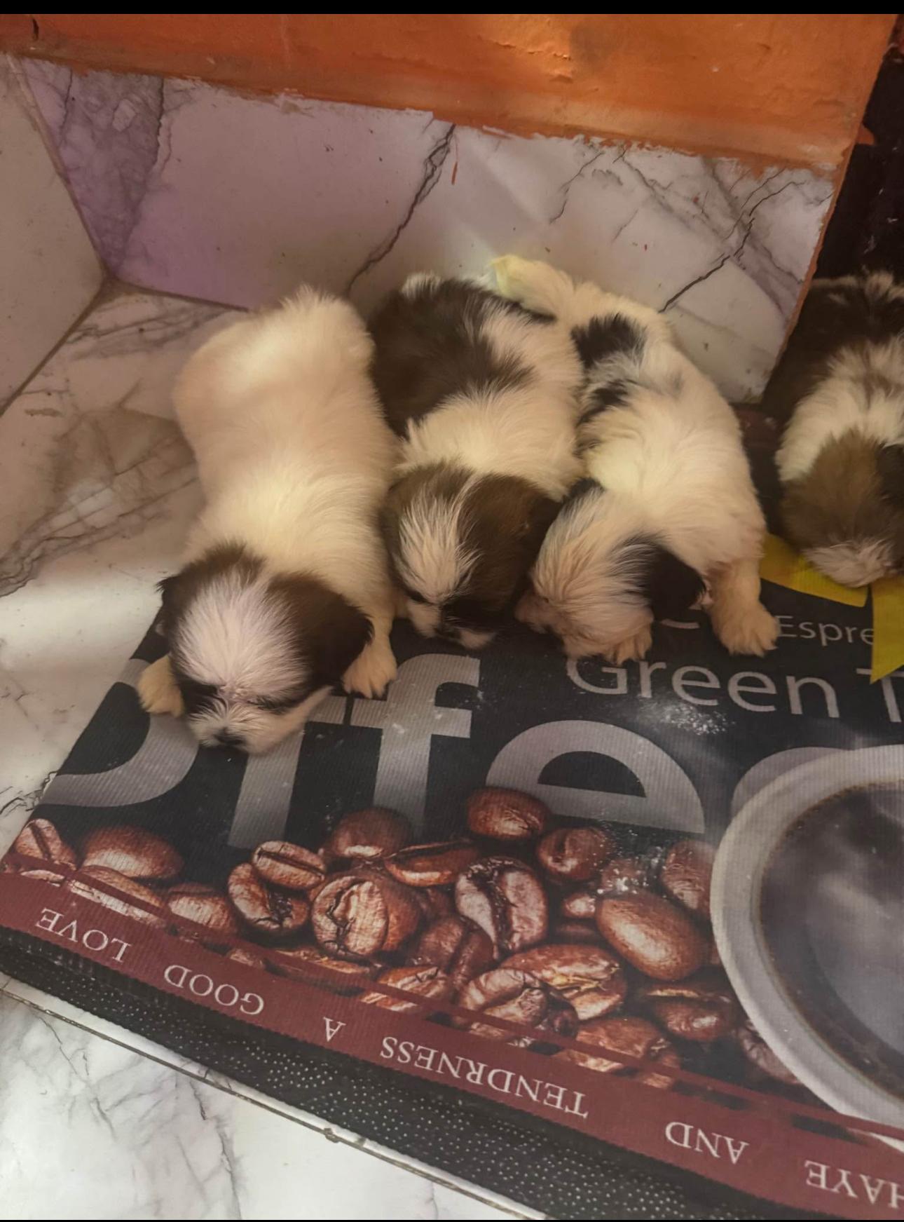 Cachorro Shih Tzu INF WS 8496360797 Foto 7293271-4.jpg