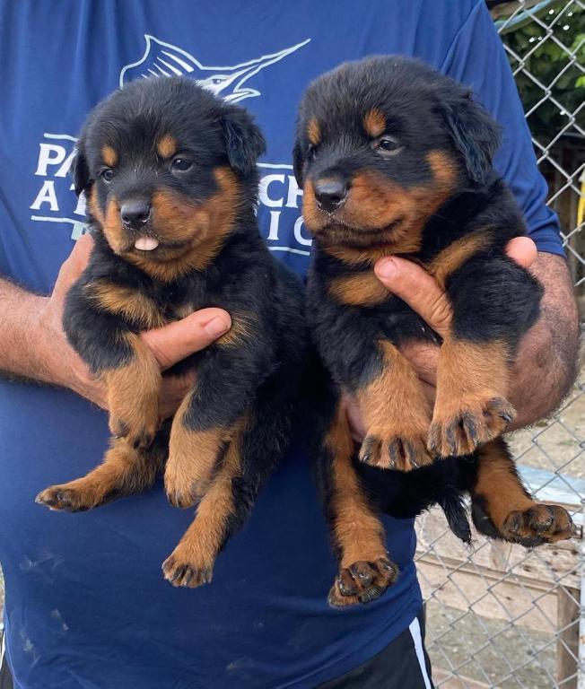 Rottweiler Ambos Sexos  Foto 7293650-1.jpg