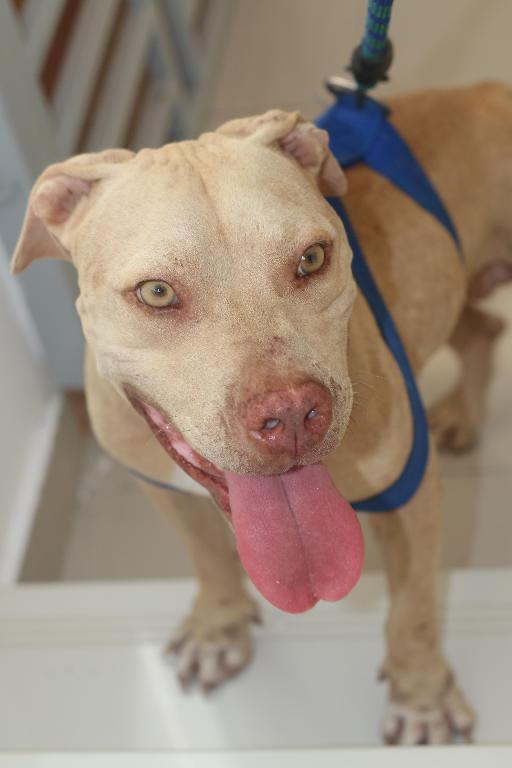 Pitbull Terrier Red Nose De 3 Años en La Altagracia Foto 7293855-6.jpg
