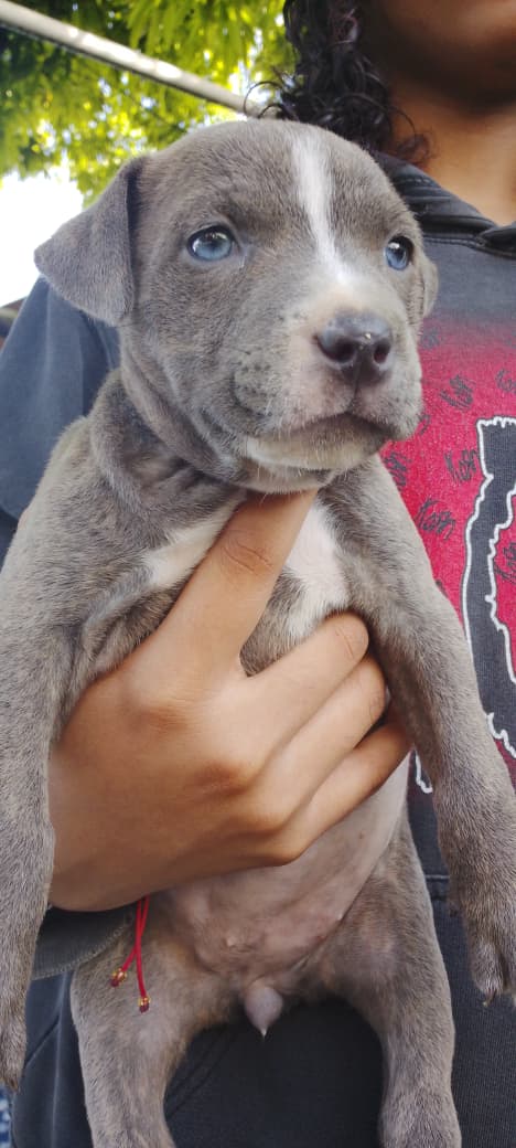 Dos perro pitbull merle en Barahona Foto 7294249-2.jpg