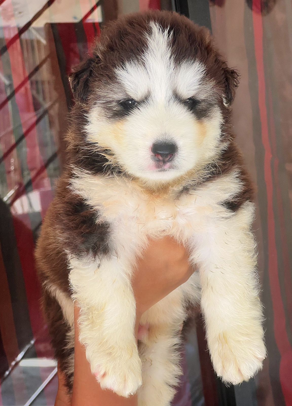 Husky Siberiano Ambos Sexos  Foto 7294987-2.jpg