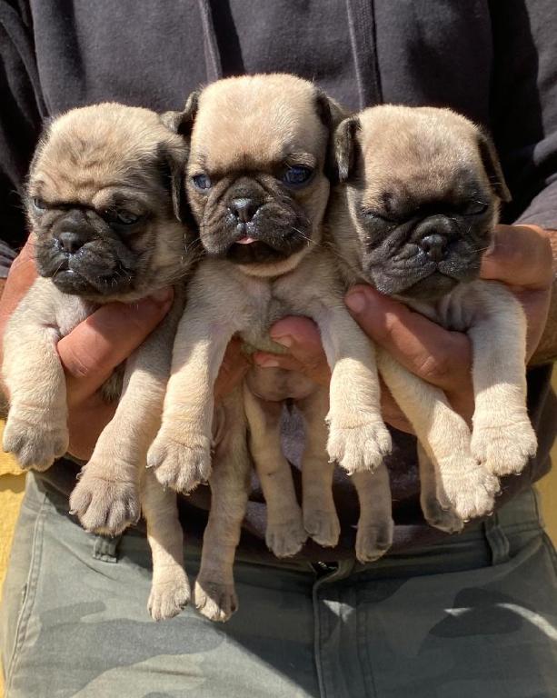 PUG Ambos Sexos  Foto 7296044-1.jpg