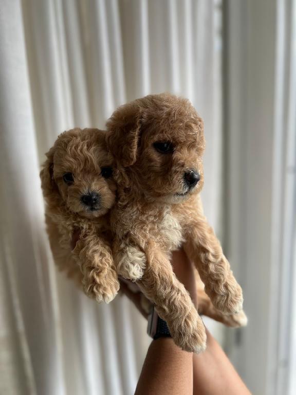 Poodle Toy Ambos Sexos  Foto 7296122-1.jpg