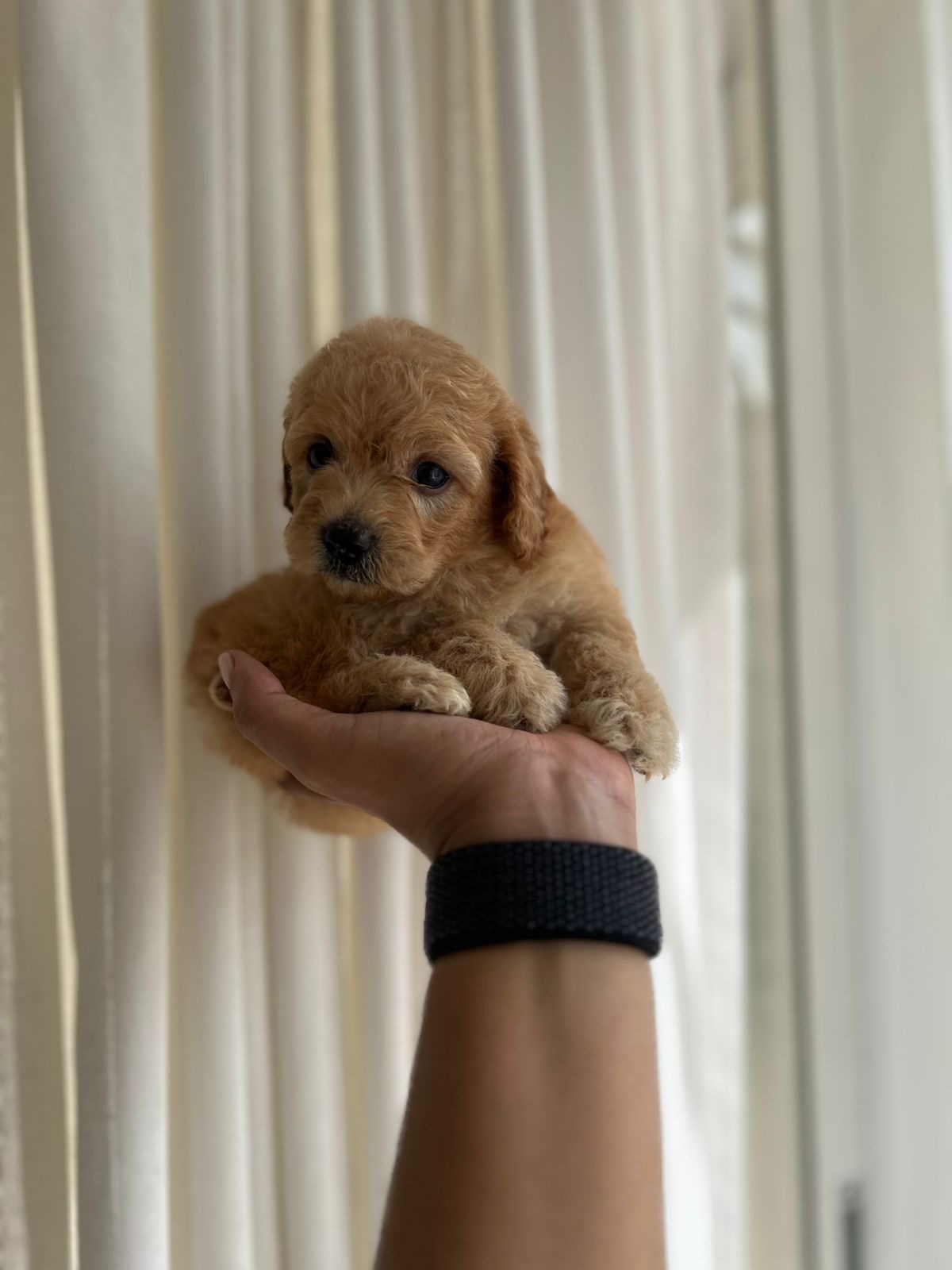 Poodle Toy Ambos Sexos  Foto 7296122-3.jpg