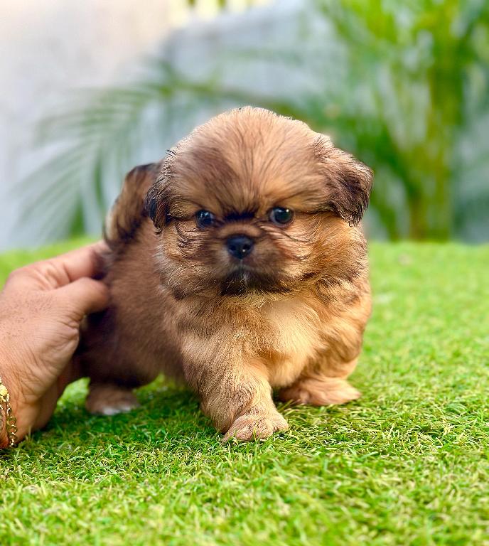 Pekines Ambos Sexos  Foto 7299575-3.jpg