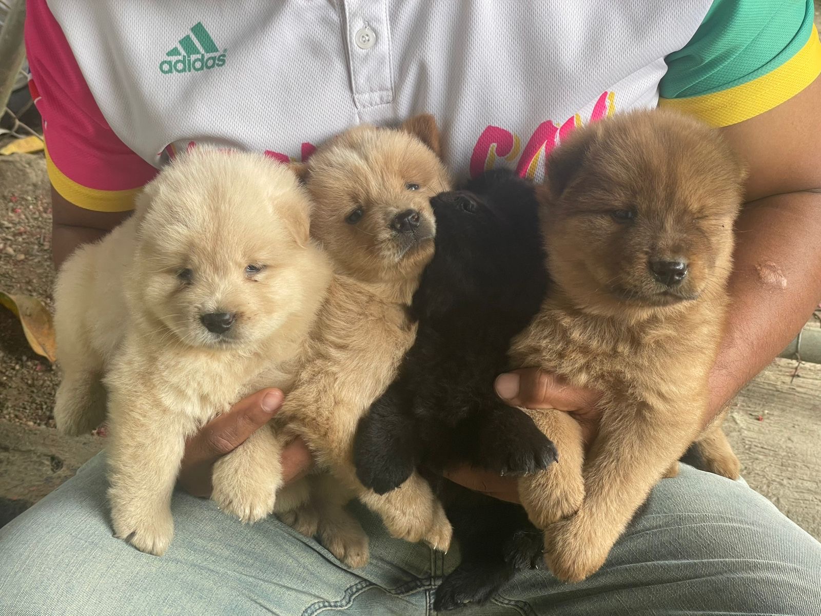 Chow chow Ambos Sexos  Foto 7301079-2.jpg