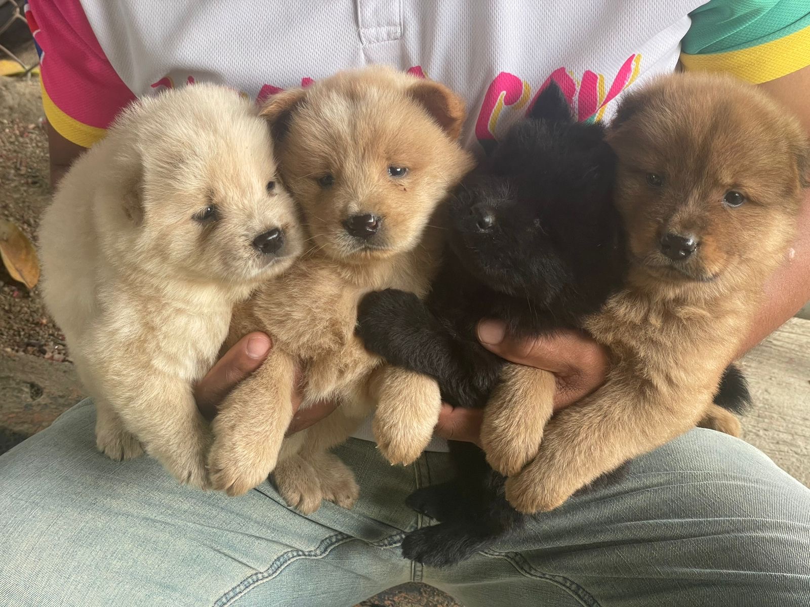 Chow chow Ambos Sexos  Foto 7301079-3.jpg