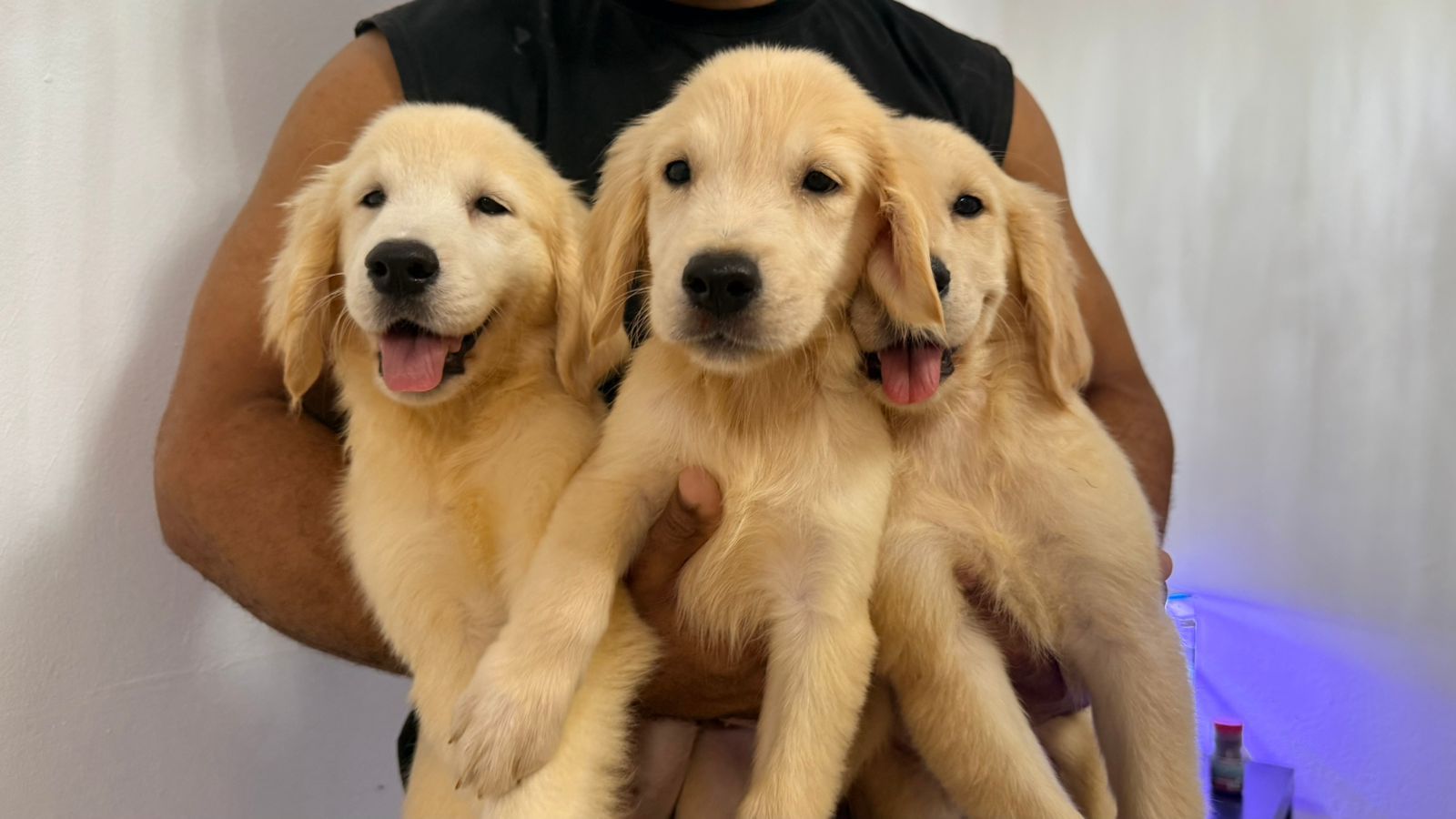 OFERTA CACHORRO GOLDEN RETRIEVER AMBOS SEXO EN SANTO DOMINGO Foto 7302787-1.jpg