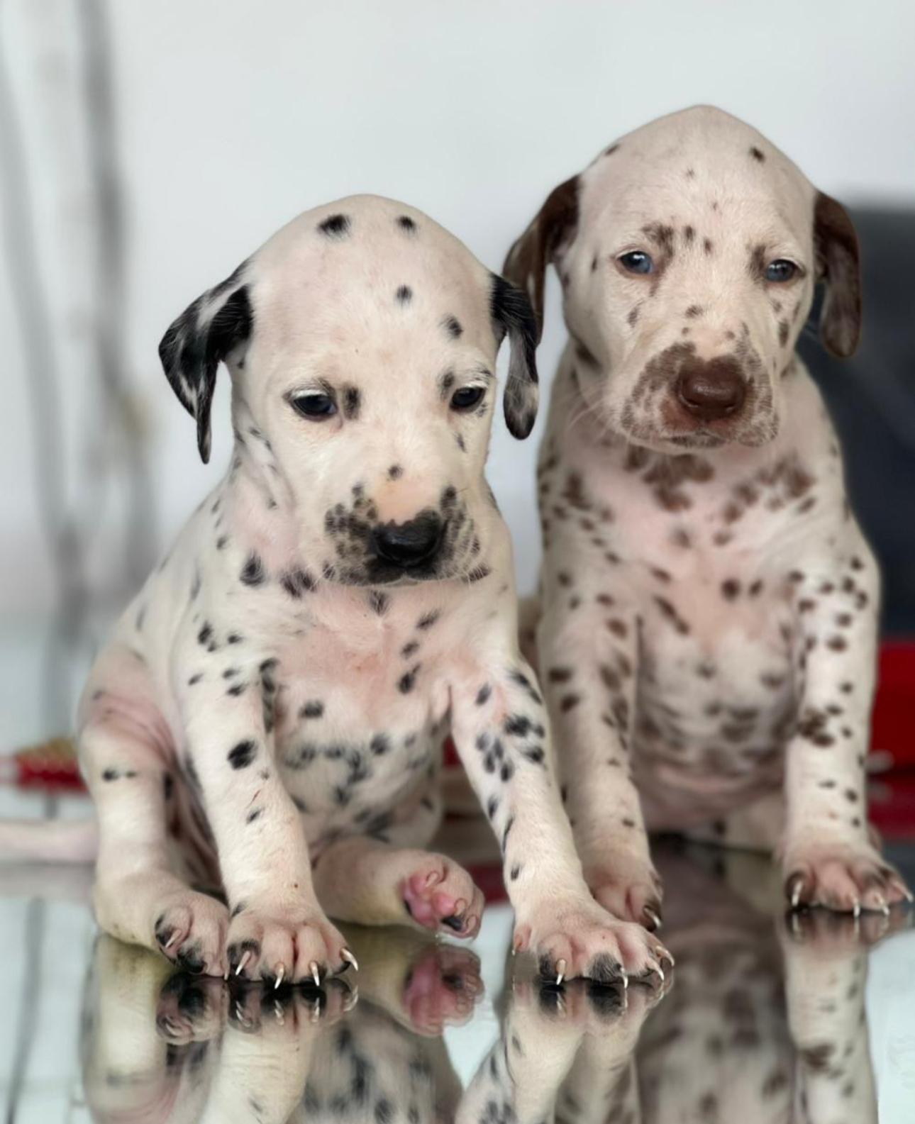 Dalmata Ambos Sexos  Foto 7302872-1.jpg