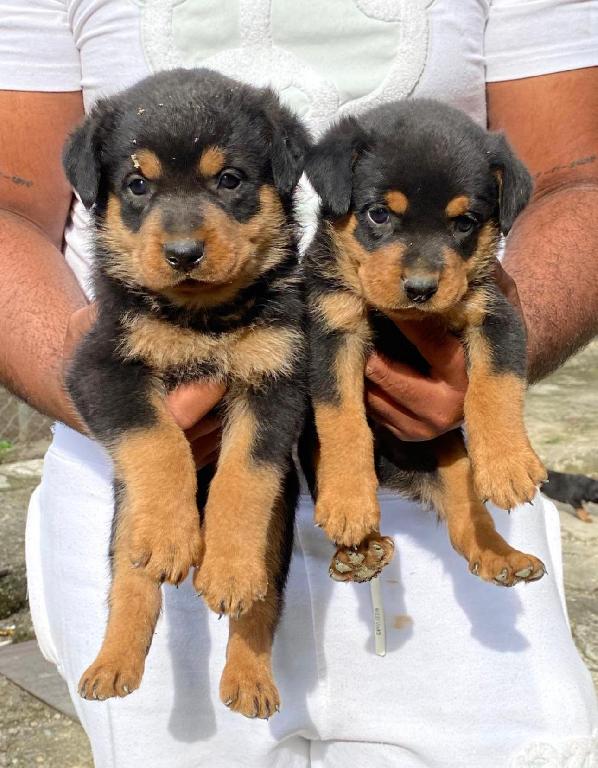 Rottweiler Ambos Sexos Foto 7302881-1.jpg