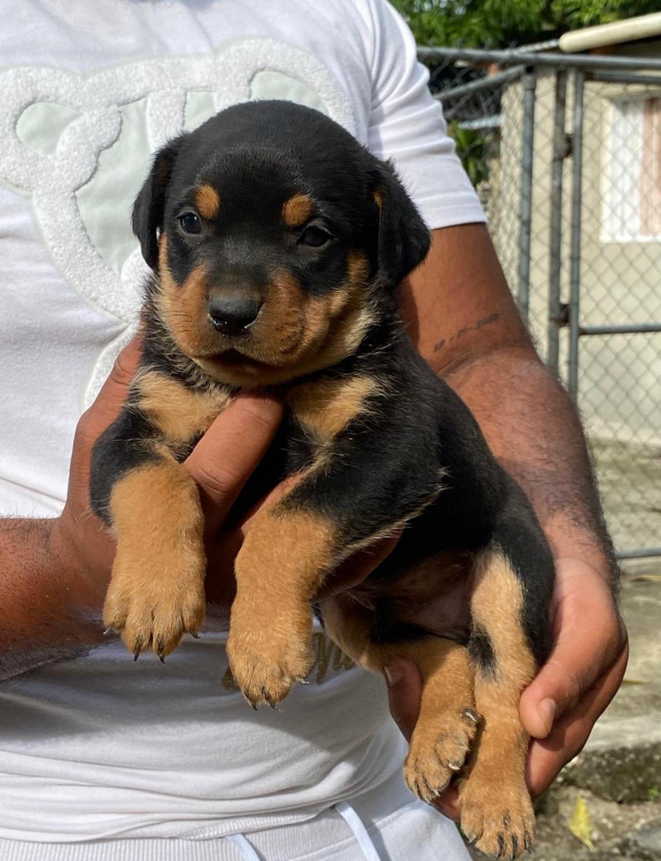 Rottweiler Ambos Sexos Foto 7302881-3.jpg