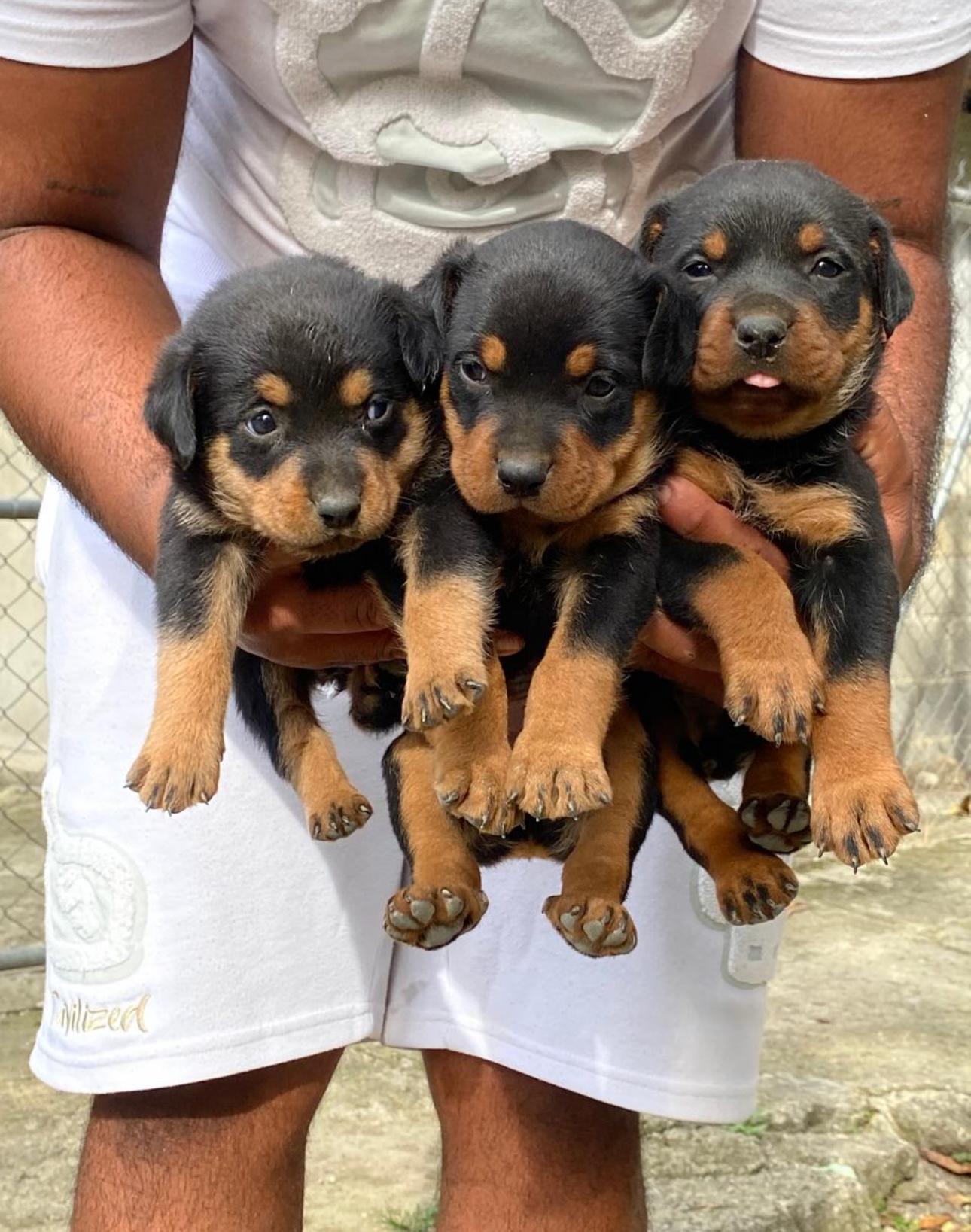 Rottweiler Ambos Sexos Foto 7302881-4.jpg