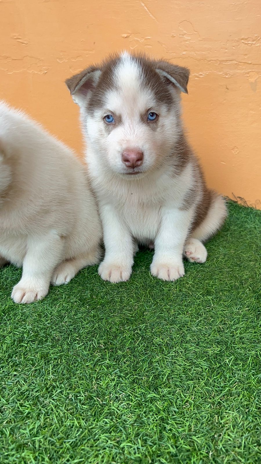 OFERTA CACHORRO HUSKY MACHO EN SANTO DOMINGO Y VACUNA AL DIA Foto 7303057-2.jpg
