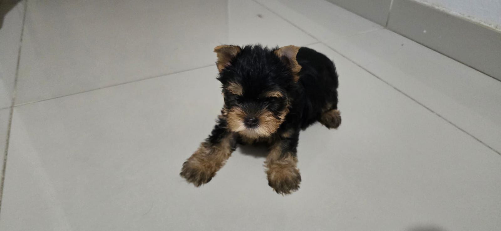 OFERTA CACHORRO YORKIE AMBOS SEXO EN SANTO DOMINGO Y VACUNADOS Foto 7303240-1.jpg