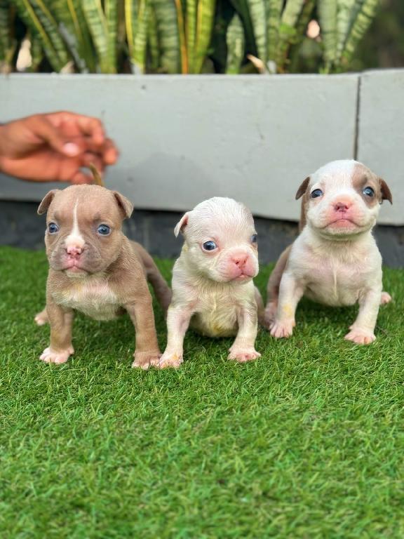 American Bully Ambos Sexos  Foto 7304047-1.jpg